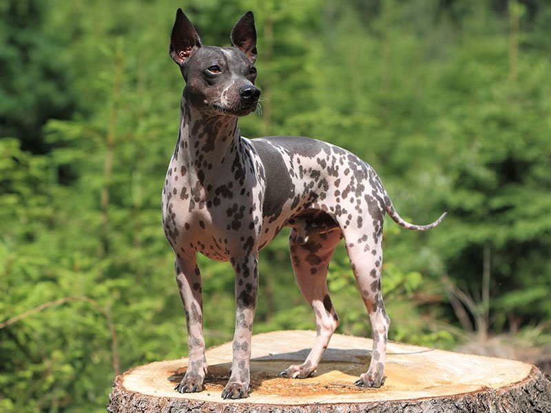 American Hairless Terrier Mix